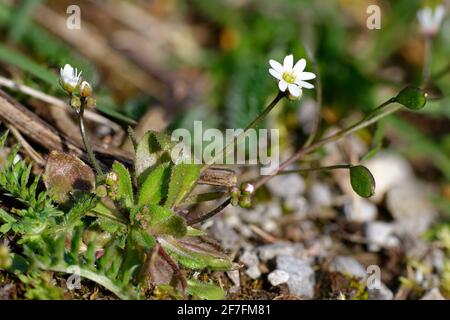 Erba bianca comune - Erophila verna, che cresce su ghiaia calcarea Foto Stock
