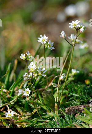 Whitlowgrass comune - Erophila verna, che cresce da pietra calcarea ghiaia strada Foto Stock