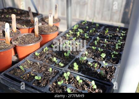 Giardinaggio urbano durante Pandemic, giardinaggio primaverile Foto Stock