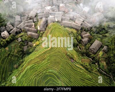 Vista aerea sulle risaie a terrazza di Longsheng, conosciuta anche come spina dorsale del drago a causa della loro forma, Guangxi, Cina, Asia Foto Stock