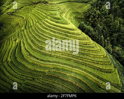 Vista aerea delle risaie a terrazza Longsheng, conosciuta anche come spina dorsale del drago a causa della loro forma, Guangxi, Cina, Asia Foto Stock
