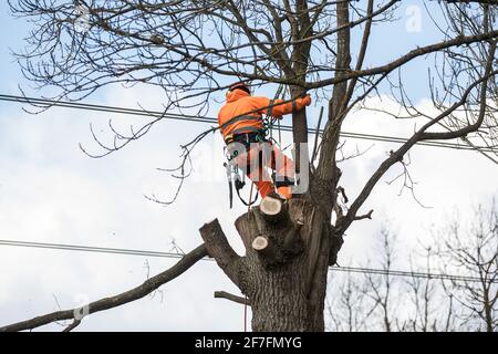 Denham, Regno Unito. 6 aprile 2021. Un chirurgo dell'albero insegue un albero lungo il Canal Grande dell'Unione per i lavori di rilocazione del pilone elettrico nel Parco di Denham, collegato al collegamento ferroviario ad alta velocità HS2. Migliaia di alberi sono già stati abbattuti nella valle del Colne, dove opere HS2 includerà la costruzione di un Viadotto Colne Valley attraverso laghi e corsi d'acqua e rilocazione di piloni elettrici. Credit: Mark Kerrison/Alamy Live News Foto Stock