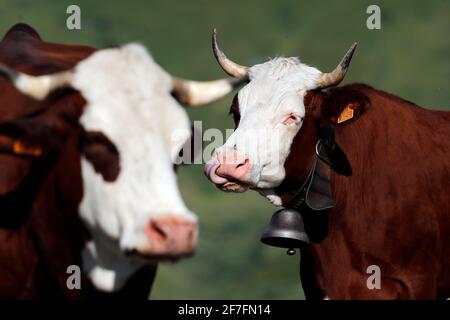 Vacche di Abondance nelle Alpi francesi, il loro latte è usato per produrre formaggi come il treblochon, l'abondance e il tomé, l'alta Savoia, la Francia, l'Europa Foto Stock