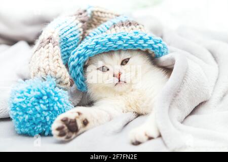 Piccolo gattino inglese bianco in un cappello a righe su una coperta bianca. Strano animale domestico curioso. Spazio di copia. Foto Stock