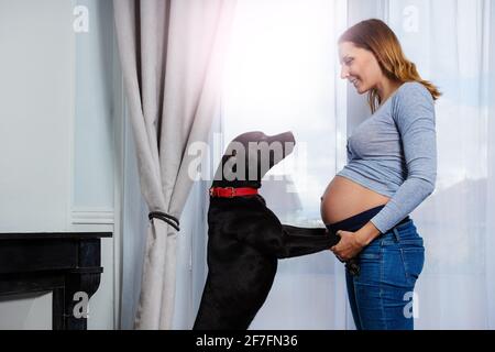 Ritratto di donna incinta giocare con il cane dalla finestra Foto Stock