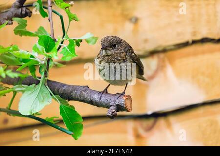 Giovane (immaturo) rapina europea (Erithacus rubecula) appollaiata in un giardino di Chiltern Hills, Henley-on-Thames, Oxfordshire, Inghilterra, Regno Unito Foto Stock