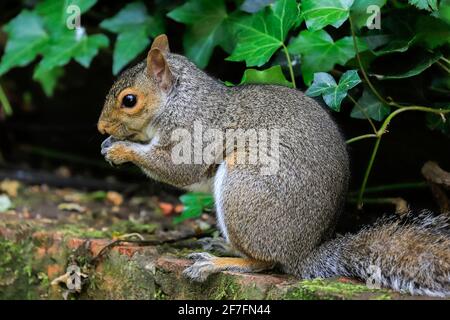 Scoiattolo grigio orientale (Sciurus carolinensis) in giardino, una specie invasiva dal Nord America, Henley-on-Thames, Oxfordshire, Inghilterra, Regno Unito Foto Stock