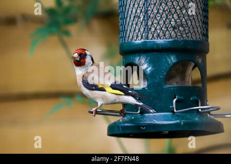 L'orafo europeo (Carduelis carduelis) sull'alimentatore di semi di girasole a prova di scoiattolo, Henley-on-Thames, Oxfordshire, Inghilterra, Regno Unito, Europa Foto Stock