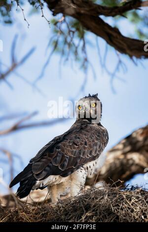 Aquila marziale al suo nido in un albero di cammello che alimenta un pulcino e guarda indietro direttamente nella macchina fotografica. Kgalagadi. Polemaetus bellicosus Foto Stock