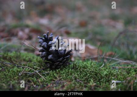 Pinecone sull'erba verde Foto Stock