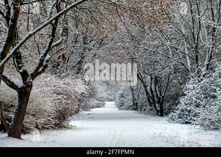 Budapest, Ungheria - bellissimo sentiero innevato nella foresta invernale vicino a Budapest in un freddo giorno di gennaio Foto Stock