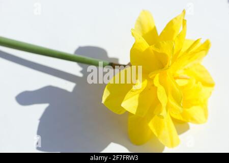 Primo piano Narcissus 'Golden Ducat' daffodil su sfondo bianco / silhouette floreale Foto Stock