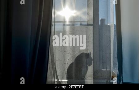 Il gatto è seduto sul davanzale e attraverso la tenda si può vedere la sua ombra, una silhouette. Giorno luminoso e soleggiato fuori dalla finestra. Foto Stock