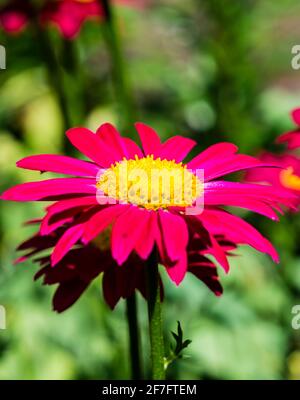 Colorato marguerite Robinson fiore rosso Foto Stock