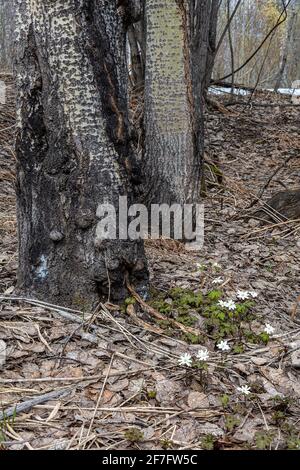 Glade di delicati fiori di Anemone sul bordo del foresta all'inizio della primavera Foto Stock