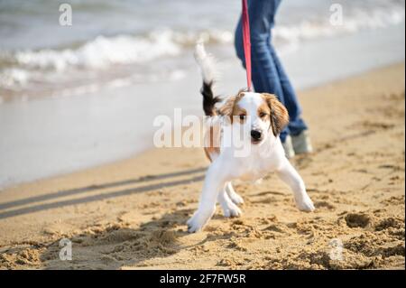 Cute Petite spaniel Kooiker con guinzaglio rosso a piedi sulla spiaggia. Onde oceaniche sullo sfondo.