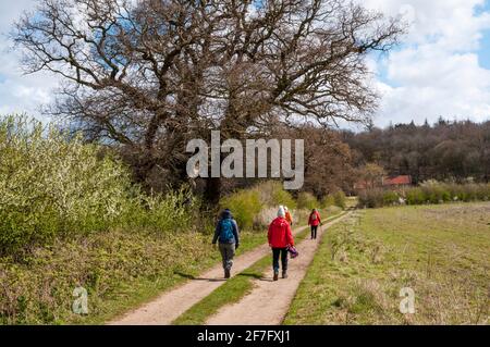 Persone che camminano lungo un vicolo di campagna nella costa di Norfolk AONB. Parte della passeggiata circolare di Snettisham segnata in un bel giorno di Primavera ad aprile. Foto Stock