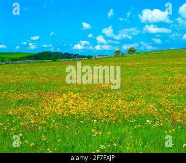 Regno Unito, Derbyshire, Peak District National Park, prati primaverili con coppe di farfalle, Foto Stock