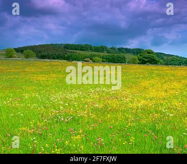 Regno Unito, Derbyshire, Peak District National Park, prato primaverile e cielo stellato, Foto Stock