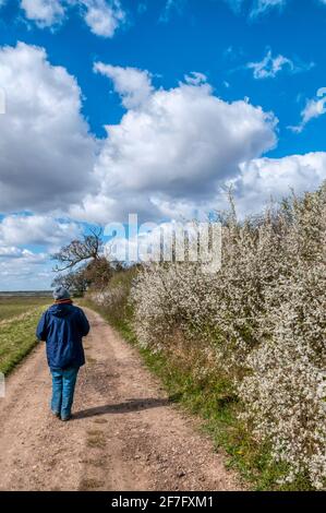 Donna che cammina lungo la corsia di campagna nel Norfolk Coast AONB. Parte della passeggiata circolare di Snettisham in una bella giornata primaverile. Fiore di spina nera, Prunus spinosa. Foto Stock