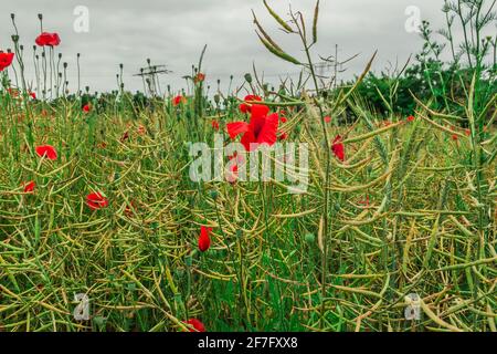 Tipi differenti di grano in un campo in primavera con alcuni papaveri. Fiori selvatici con fiori rossi. Gambi di fiori individuali con boccioli e semi Foto Stock