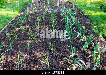 Aglio, aglio elefante, cipolle che crescono in letto di verdure con pacciame di composto in primavera aprile giardino nel Carmarthenshire Galles occidentale Regno Unito KATHY DEWITT Foto Stock