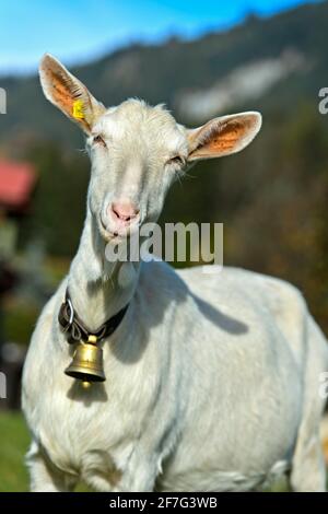 Capra Saanen senza corna con campana, Saanen, Obersimmental-Saanen, Canton Berna, Svizzera Foto Stock