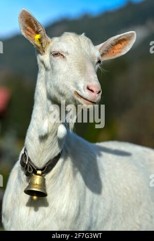 Capra Saanen senza corna con campana, Saanen, Obersimmental-Saanen, Canton Berna, Svizzera Foto Stock