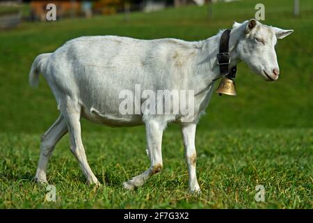 Capra Saanen senza corna con campana, Saanen, Obersimmental-Saanen, Canton Berna, Svizzera Foto Stock