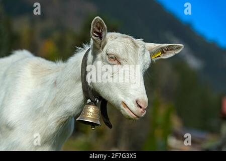 Capra Saanen senza corna con campana, Saanen, Obersimmental-Saanen, Canton Berna, Svizzera Foto Stock