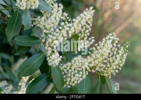 Italia, Lombardia, Fiori del Ciliegio, Prunus laurocerasus Foto Stock