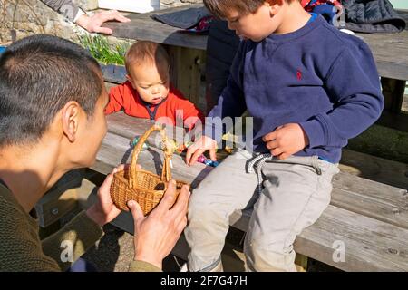 Padre asiatico con figli figli bambini che aiutano il ragazzo a contare il suo Caccia all'uovo di Pasqua dopo averli raccolti nella caccia all'uovo di Pasqua A casa in Galles Regno Unito KATHY DEWITT Foto Stock