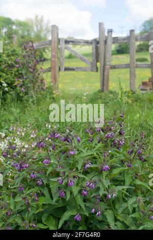 Comfrey da un cancello che conduce in un campo Foto Stock