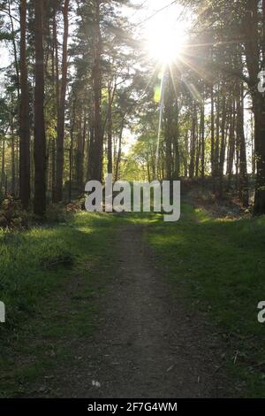 Una scena tranquilla con un sentiero che si snoda attraverso Oversley Woods con Sunburst attraverso gli alberi, nel Paese di Shakespeare. Alcester, Warwickshire Regno Unito. Foto Stock
