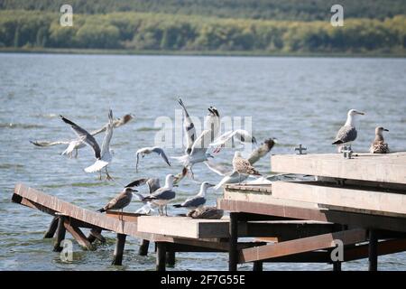 Un gregge di gabbiani del Caspio (Larus cachinnans), giovani e adulti, siediti e decollare sul molo sopra il lago. Foto Stock