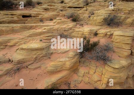 L'onda una formazione rocciosa geologica stupefacente nel nord Coyote Buttes Foto Stock