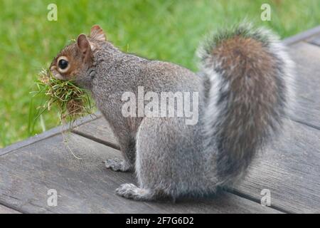 Regno Unito tempo, 7 aprile 2021: Come il Regno Unito subisce un altro scatto freddo uno scoiattolo grigio raccoglie muschio e erba da un prato a Clapham per allineare il suo sogno. Anna Watson/Alamy Live News Foto Stock