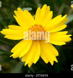 Primo piano di un bel fiore giallo selvaggio Foto Stock