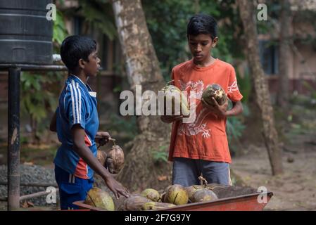 Varanasi, India. 10-16-2019. due adolescenti maschi che raccolgono noci di cocco dai locali della scuola come parte delle loro responsabilità. Foto Stock