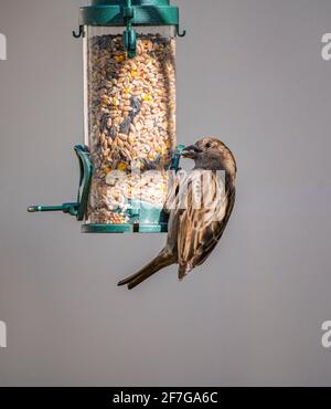 Un passero femmina (Passer domesticus) Un uccello da giardino comune nel Regno Unito impiccato e nutrito su un alimentatore di uccelli Foto Stock