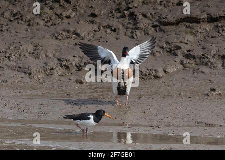 Rifugi che inseguono i loro rivali, a Thornham sulla costa di Norfolk, East Anglia, Regno Unito Foto Stock