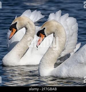 Un paio di Mute Swans con volant di piume che scivolano lungo il fiume, Norwich, Norfolk, UK Foto Stock