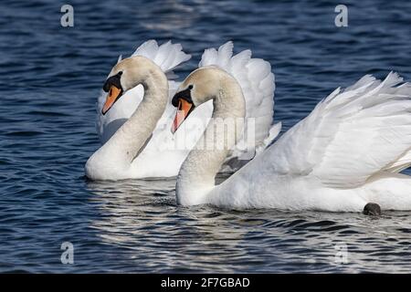 Mute Swans con ruffle di piume, scivolando lungo il fiume, Norwich, Norfolk, UK Foto Stock