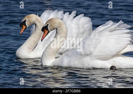 Mute Swans con ruffle di piume, scivolando lungo il fiume, Norwich, Norfolk, UK Foto Stock