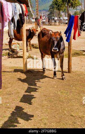 Donna Zebu (Bos taurus indicus) vicino a una linea di stendibiancheria in un villaggio nel distretto di Thimphu, Bhutan Foto Stock