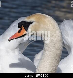 Mute Swan che scivola verso la fotocamera, primo piano. Foto Stock