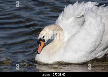 Mute Swan che scivola attraverso l'acqua con piume rialzate e con volant, primo piano. Foto Stock