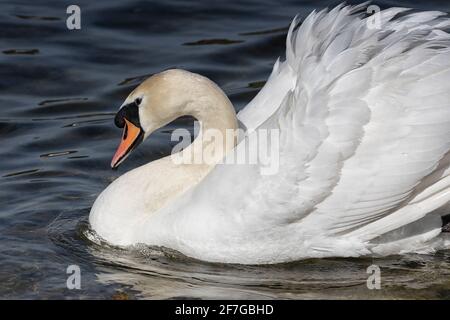 Mute Swan che scivola attraverso l'acqua con piume rialzate e con volant, primo piano. Foto Stock