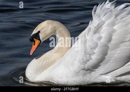 Mute Swan che scivola attraverso l'acqua con piume rialzate e con volant, primo piano. Foto Stock