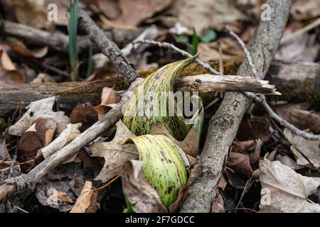 Eastern Skunk Cabbage emergente a Springtime Foto Stock